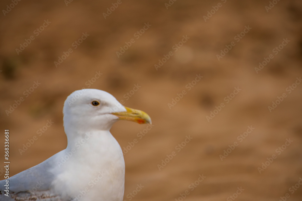 Seagull sitting on the rocks in Broadstairs, Kent Seagull sitting on the rocks in Broadstairs, Kent