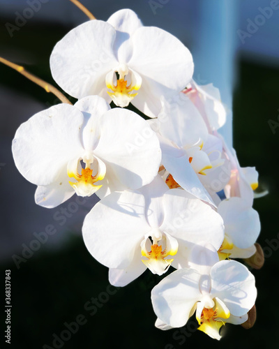 orchid © Sharon