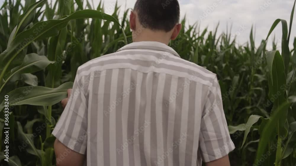 A man walks in a corn field and touches leaves in the field. Farm worker, field owner. The guy checks how the corn ripens, smiles. A man walks in a corn field and touches leaves in the field. Farm worker, field owner. The guy checks how the corn ripens, smiles.