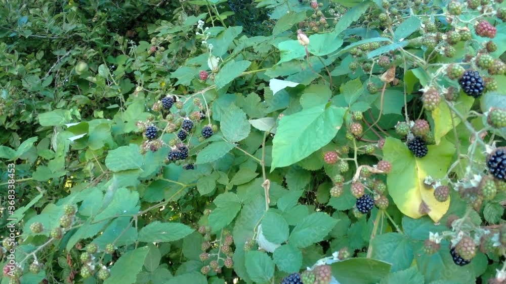 Blackberries Ripening in Summer 4K UHD. Fresh, ripening blackberries on the bush. 4K. UHD.
Blackberries Ripening in Summer 4K UHD. Fresh, ripening blackberries on the bush. 4K. UHD.