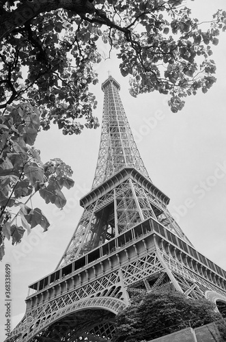 Fototapeta Naklejka Na Ścianę i Meble -  Framing the impressive Eiffel Tower between the leaves of the tree.