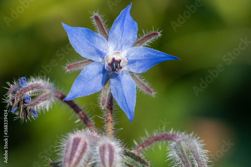 Tableau sur toile Close up of a borage (borago officinalis) flower