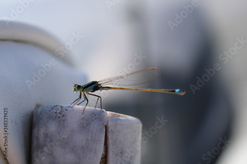 Dragonfly