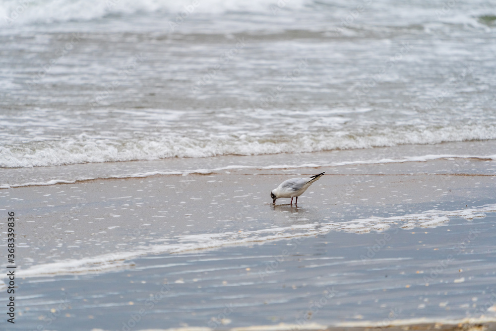Black-headed gull (Chroicocephalus ridibundus) searching for food on the beach. Blurred background, Selective focus. Black-headed gull (Chroicocephalus ridibundus) searching for food on the beach. Blurred background, Selective focus.