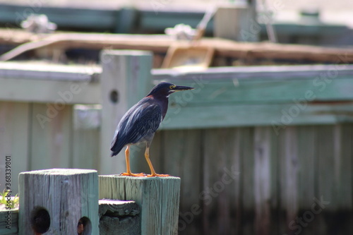 Green Heron at the dock