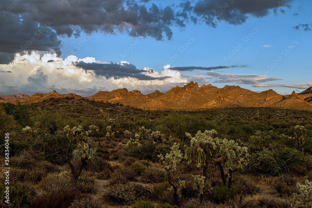 Fototapeta premium Sonoran Desert