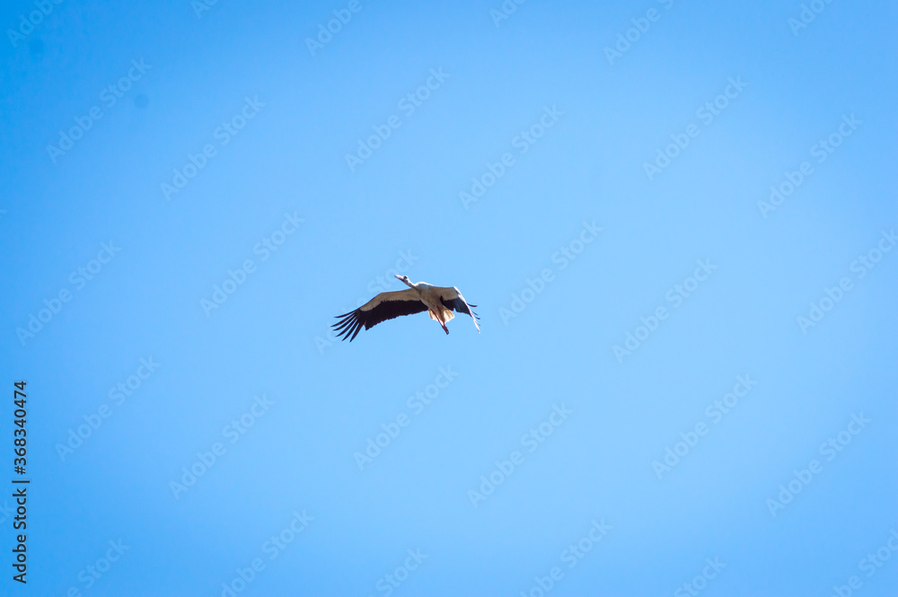 the crane is flying in the sky the crane is flying in the sky