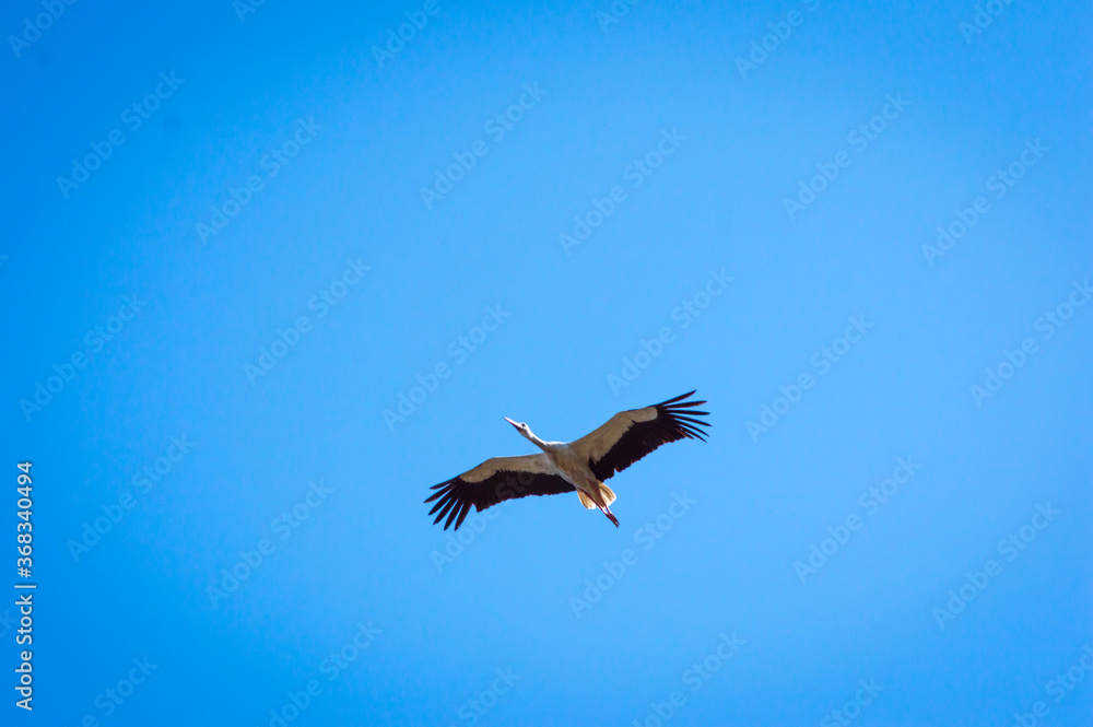 Fototapeta premium the crane is flying in the sky