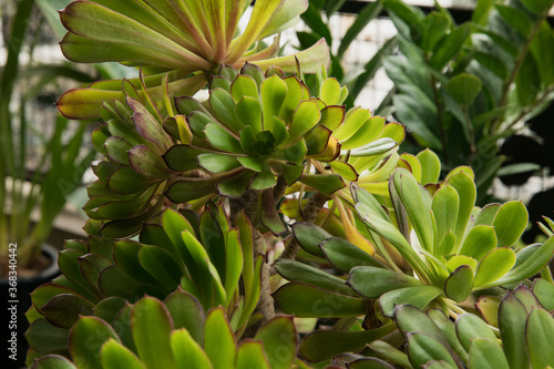 Urban garden. Succulent plants. Closeup of an Aeonium arboreum, also known as Irish Rose, beautiful leaves and rosettes texture. 