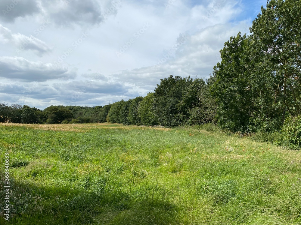Obraz premium Corner of a lush green meadow, with long wild grasses, and old trees on the meadow edge near, Mirfield, Yorkshire, UK