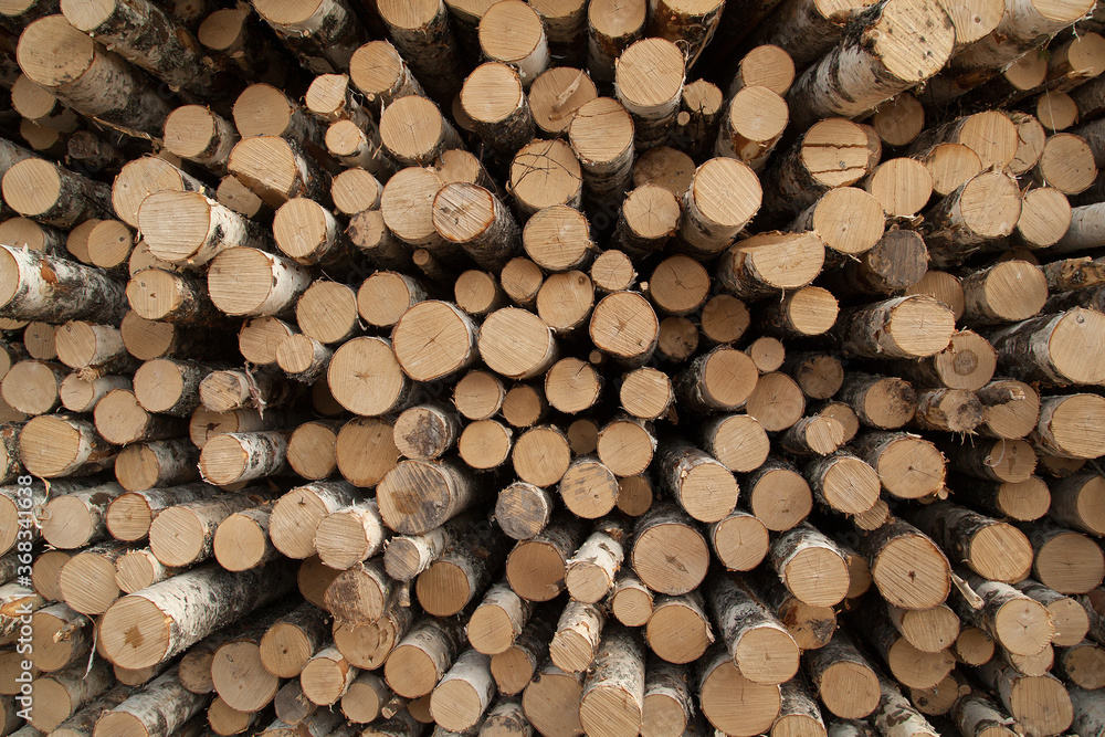 Fototapeta premium Pile of logs texture background