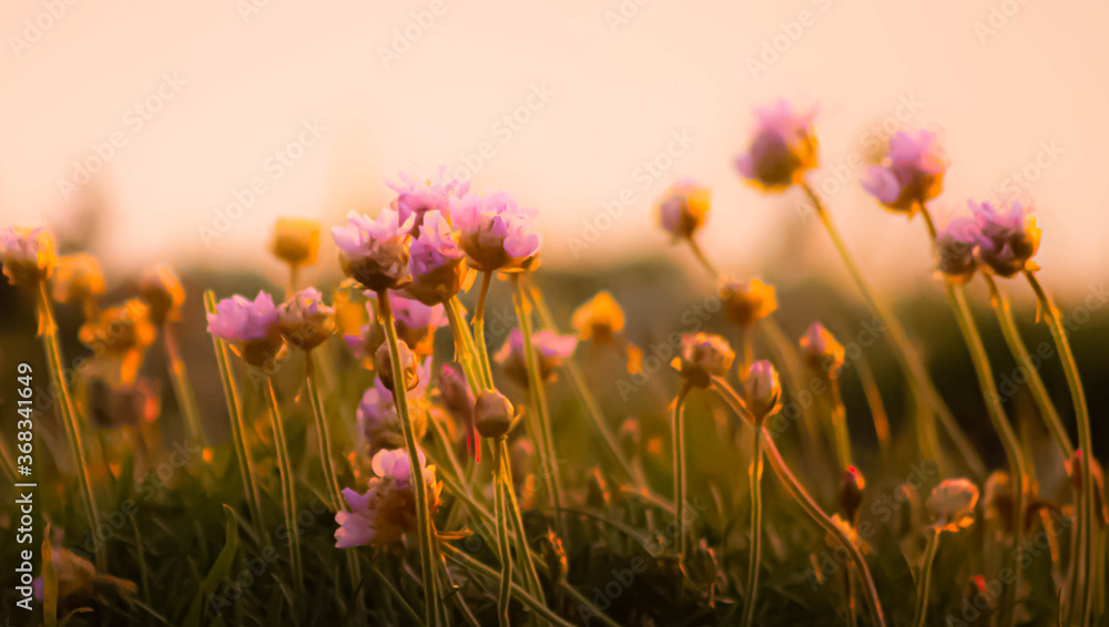 sunset flowers