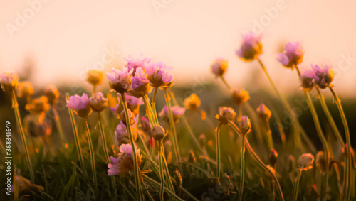 sunset flowers © photosbyash1