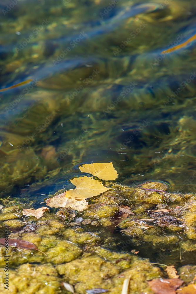 Cottonwood Autumn Leaves Floating on a Mill Pond