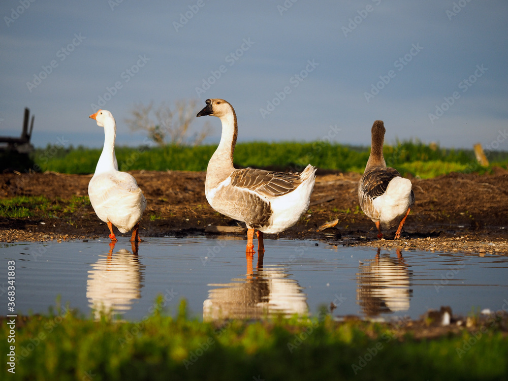 Fototapeta premium Geese in a puddle. Raising geese on a farm