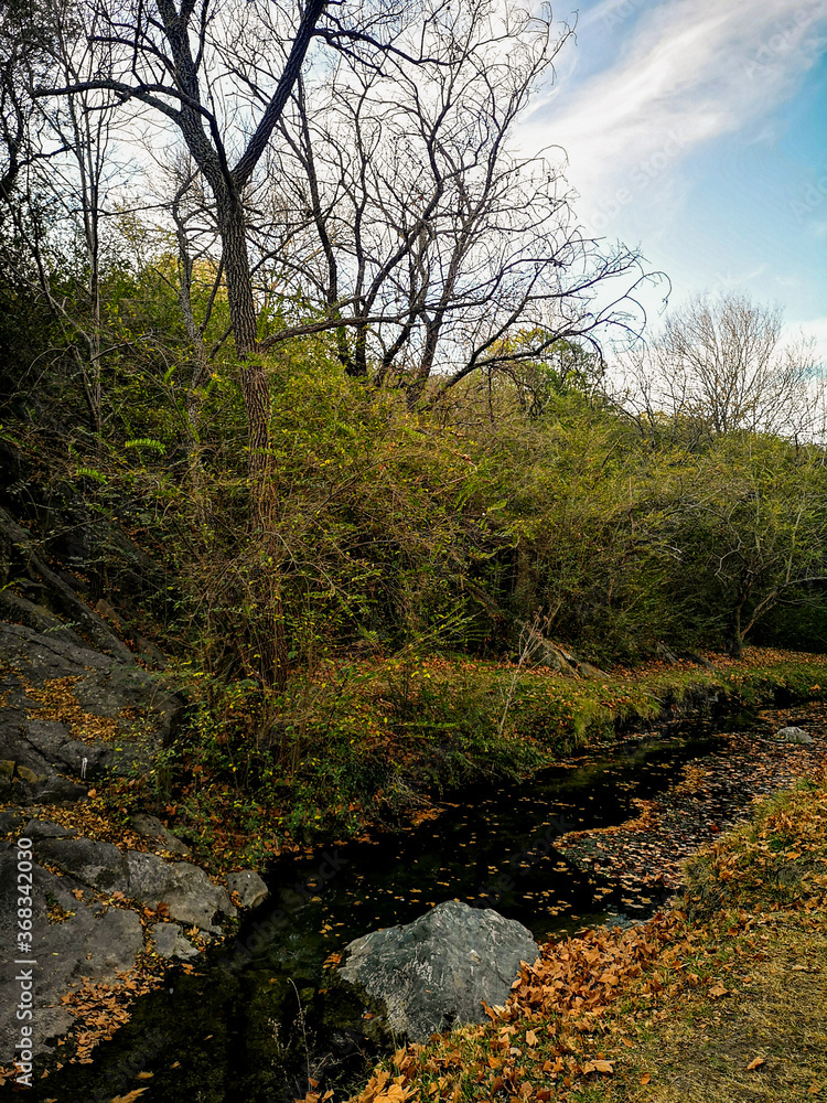 river in the forest with leaves in the water autumn landscape