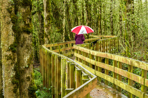 A woman walking on a  winding boardwalk through the wetlands in Ankeny National Wildlife refuge near Jefferson, Oregon photo