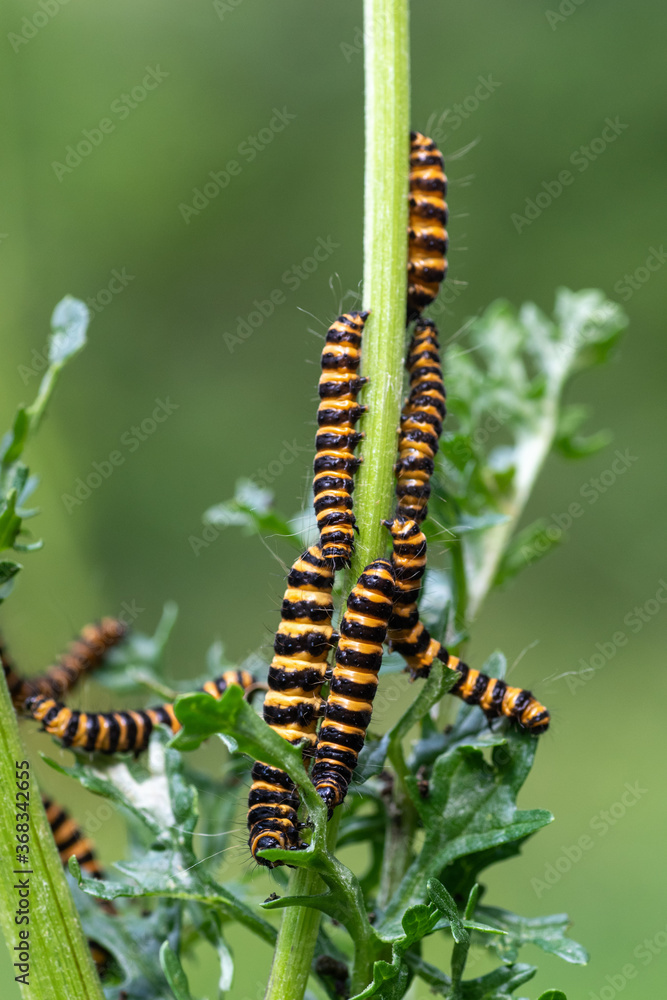 Cinnabar moth (Tyria jacobaeae) caterpillars feeding on Ragwort (Jacobaea vulgaris)