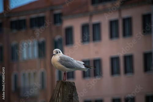 Seagull standing on a log  Venice