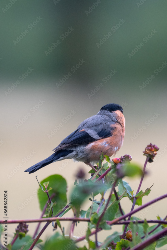 Obraz premium Bullfinch (Pyrrhula pyrrhula)
