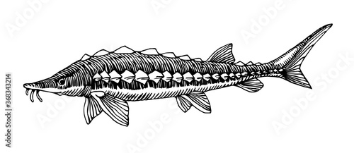 freshwater sturgeon, rare commercial fish, delicious food, for logo or emblem, engraving, vector illustration with black ink lines isolated on a white background a hand drawn style