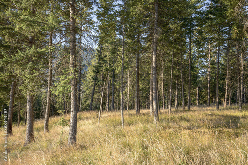 Fototapeta Naklejka Na Ścianę i Meble -  Open trees in a grassy field.