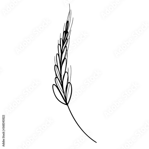 Cute kawaii trend one spikelet of wheat isolated on white background. Doodle contour sketch gentle digital art. Print for packaging, advertising, banner, wrapping paper, brand