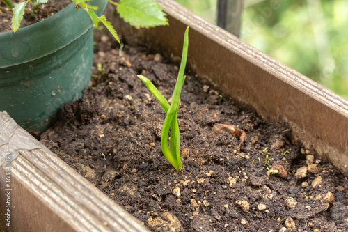 Garlic seedling with small starting leaves sprouting from soil. Front View