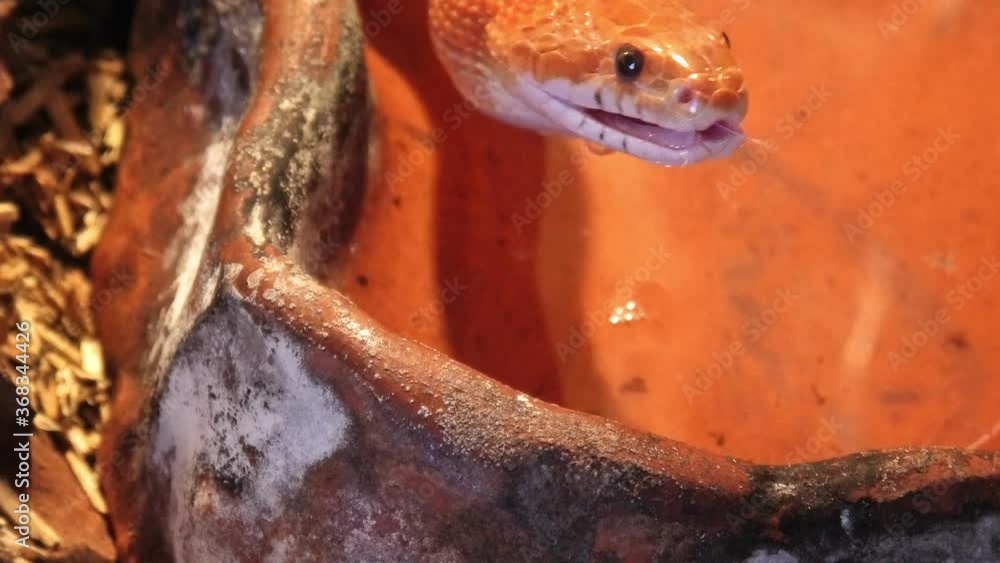 Red corn snake yawning in a nature terrarium. Pantherophis guttatus is