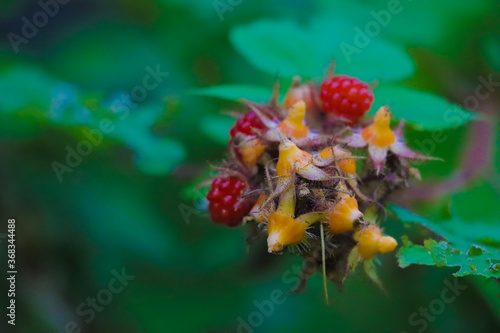 wild rose hips