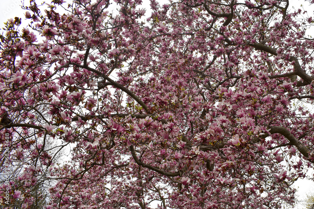 A Cherry Blossom Tree That Fills the Frame A Cherry Blossom Tree That Fills the Frame