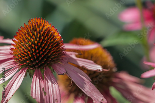 bee on flower