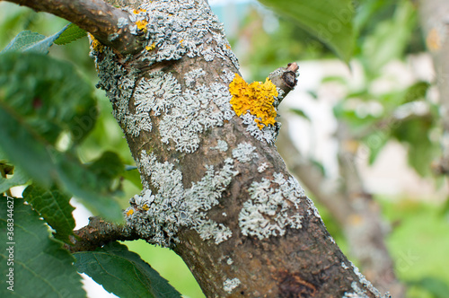 Processing of a sick tree, damage on a tree trunk. Close up.