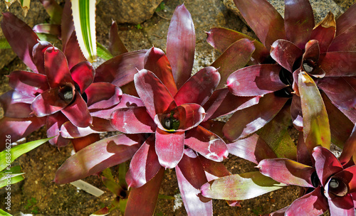 Obraz na plátně Bromeliads at the garden, Neoregelia fireball