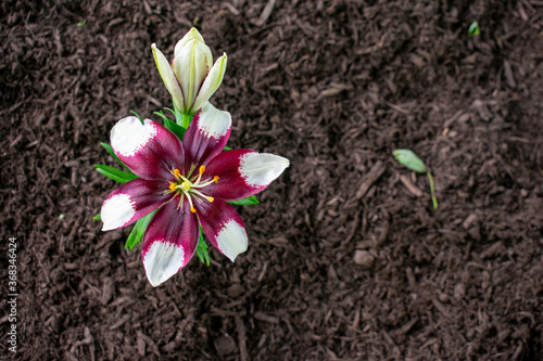 A White and Purple Flower in a Bed of Mulch