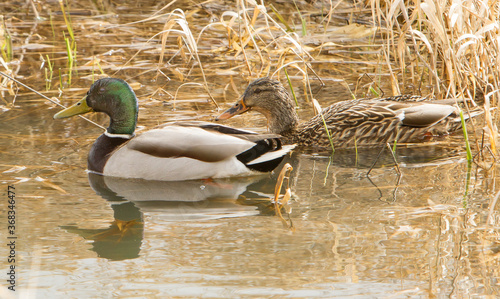 A pair of mallard ducks, a drake and a hen, swimming in a wetland photo