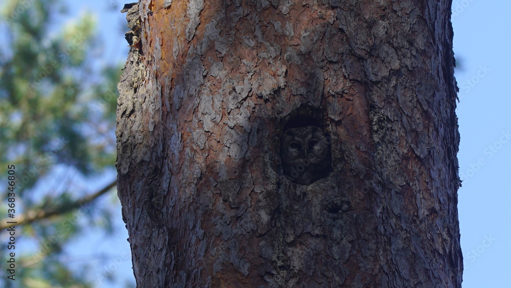 Fototapeta premium Boreal owl (Aegolius funereus) looking out from the hole of tree