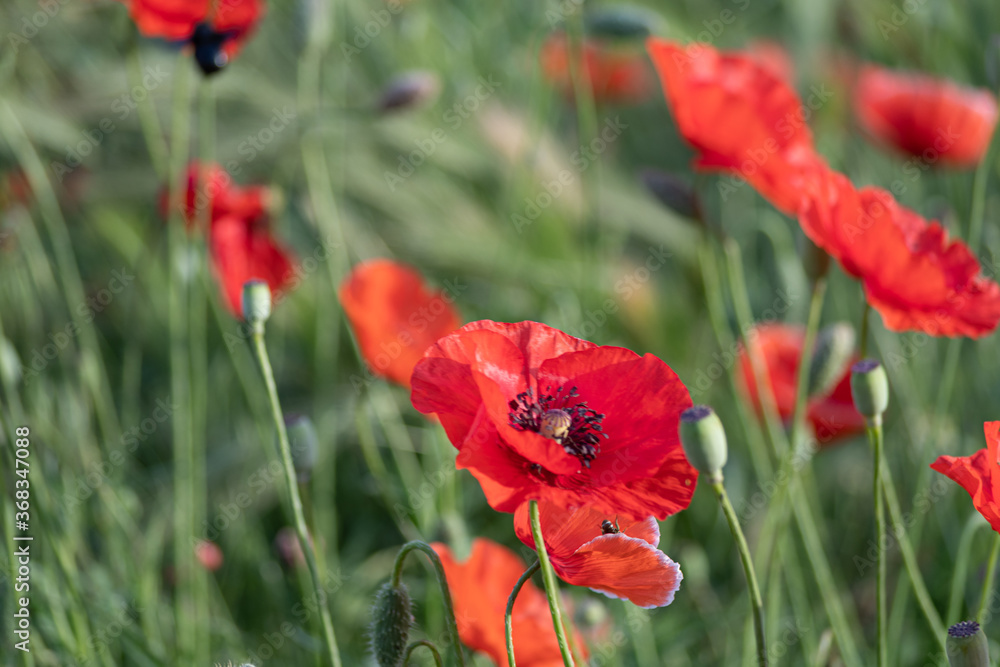 Obraz premium Wild poppies in the meadow on a sunny day....