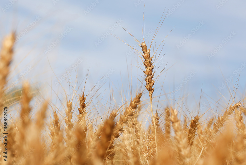 Fototapeta premium 小麦