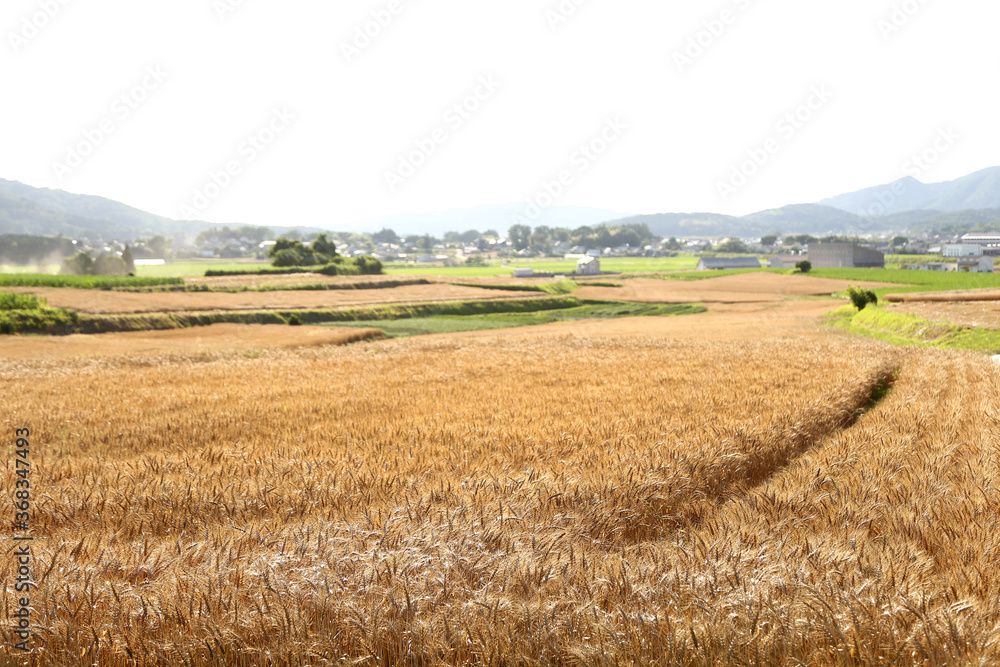小麦畑　茨城　桜川