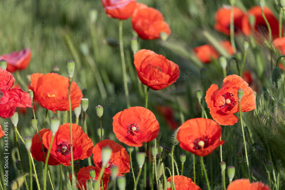 Bright red poppies blooming in the meadow on a summer sunny day. Bright red poppies blooming in the meadow on a summer sunny day.