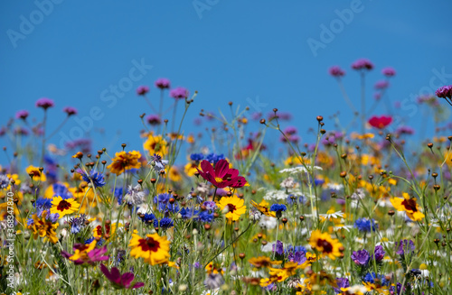 Colourful wild flowers growing in the grass, photographed on a sunny day in midsummer. © Lois GoBe