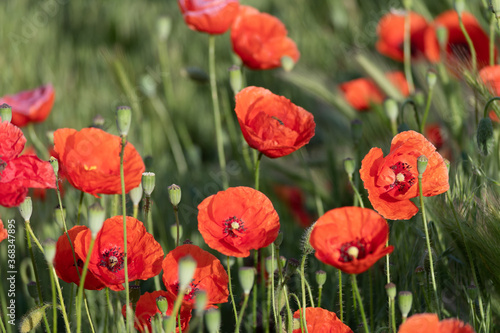 Bright red poppies blooming in the meadow on a summer sunny day.