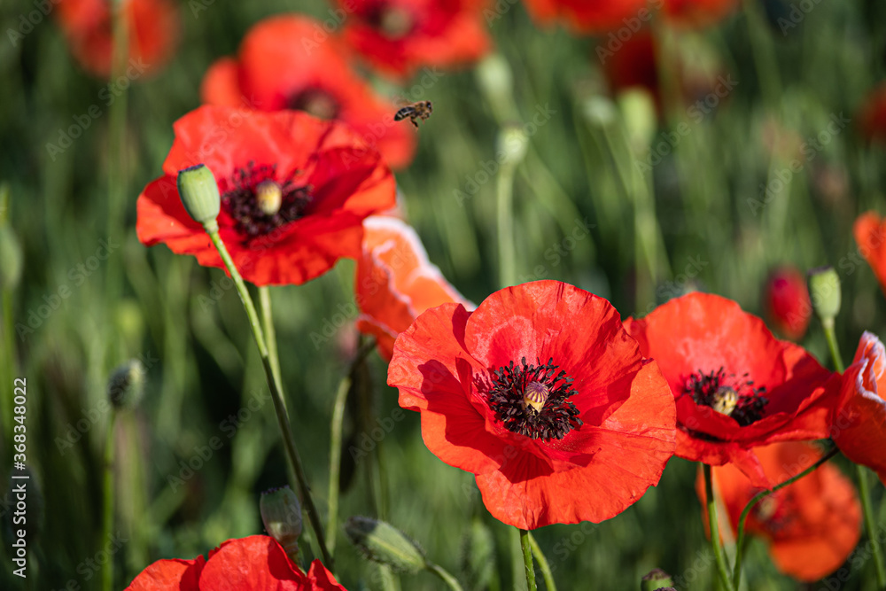 A group of red poppies in the garden on a summer day. A group of red poppies in the garden on a summer day.
