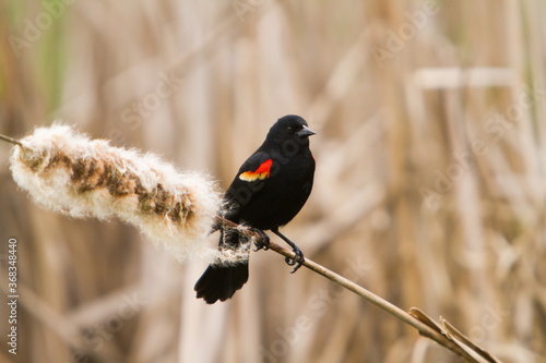 A red winged blackbird perched on a cattail photo