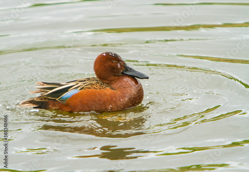 a cinnamon teal swimming in a wetland. It is a duck found in western North and South America. It is a small dabbling duck, with bright reddish plumage