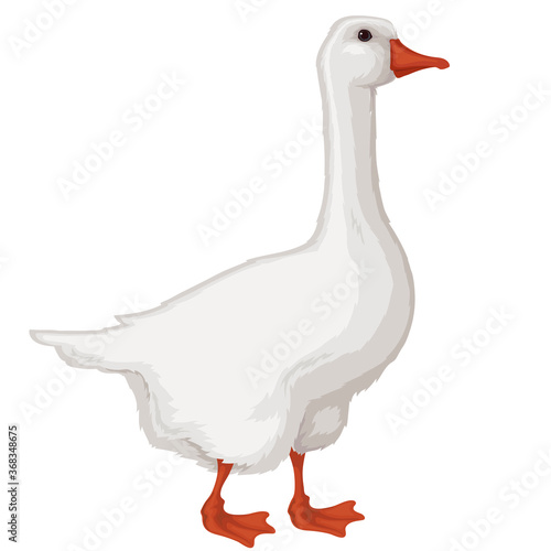 Goose.Poultry yard.Funny white geese.