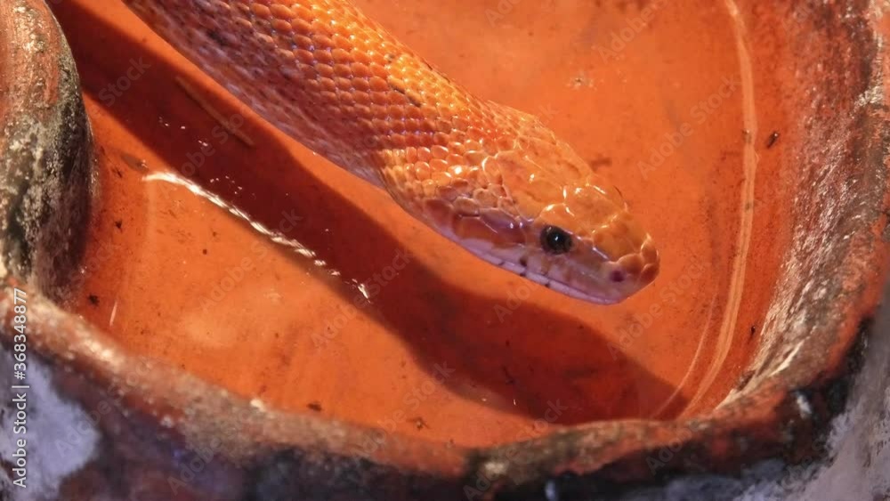 Red corn snake drinking in a nature terrarium. Pantherophis guttatus is