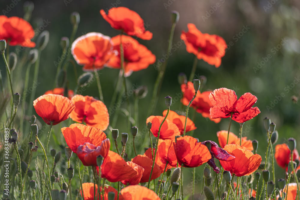 Fototapeta premium Bright red poppies blooming in the meadow on a summer sunny morning.
