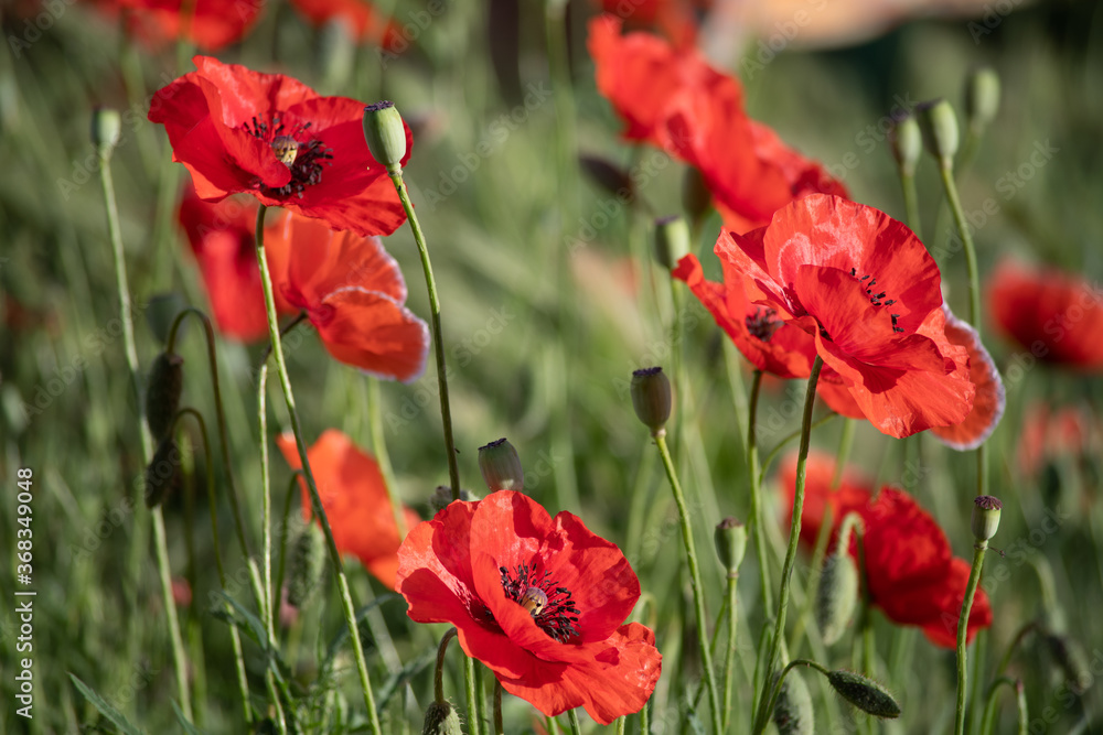 Bright red poppies blooming in the meadow on a summer sunny day. Bright red poppies blooming in the meadow on a summer sunny day.